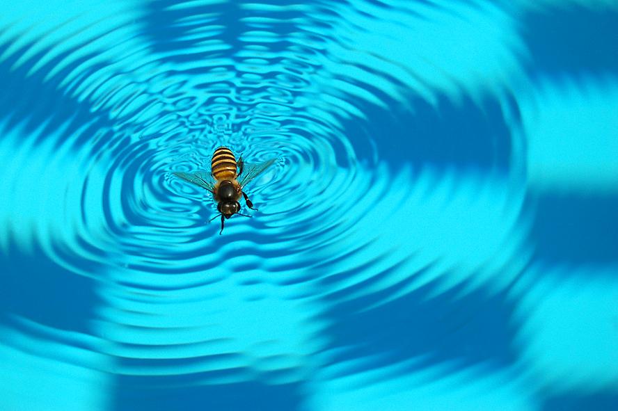 Keeping Bees Away From Your Swimming Pool