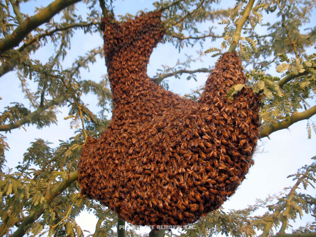 bee-season-balls-of-bees-in-trees-swarms-what-you-need-to-know-st